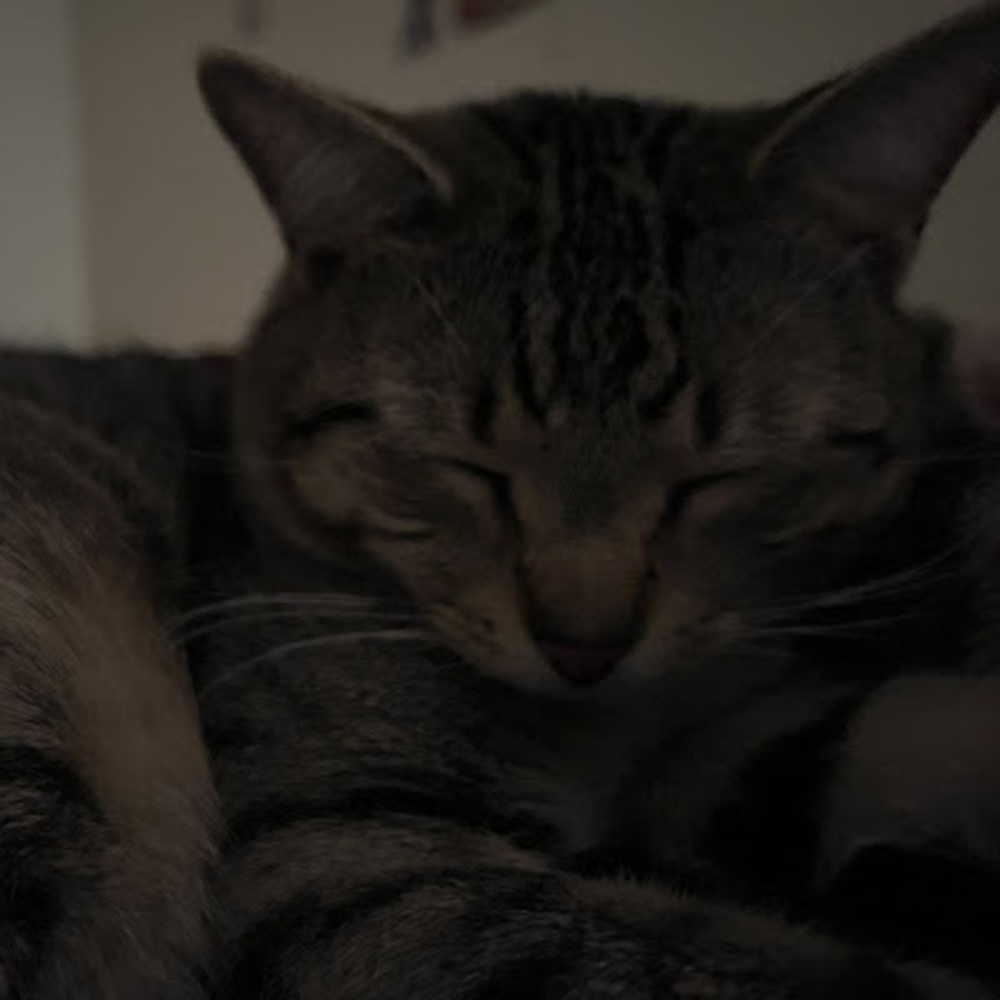 Meet your Posher, Brissia